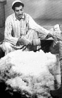 Cotton carder